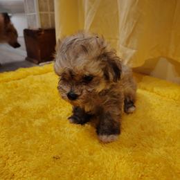 Pickle - Cream male Maltipoo puppy in Pine Grove, Pennsylvania from Cathy Burns