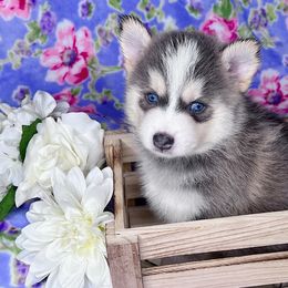 Raina - Blue Pomsky puppy in Connecticut from Elle Pomsky