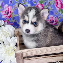 Raina - Blue Pomsky puppy in Connecticut from Elle Pomsky