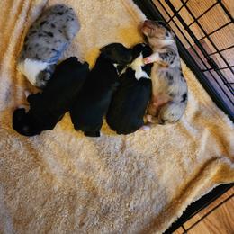 Miniature Australian Shepherd Puppies from Carter's Cuties