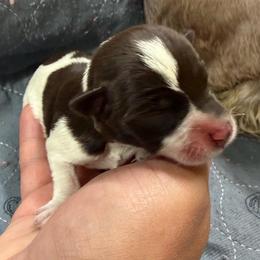 Millie - Parti female Miniature Schnauzer puppy in Plaucheville, Louisiana from Honey Doux Southern Paws