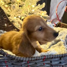 Blitzen - Red male Dachshund puppy in Visalia, California from DachGraston Dachshunds