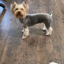 Biewer Terrier and Yorkshire Terrier Puppies from York Town California