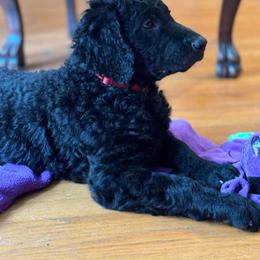 Curly-Coated Retriever Puppies from Elflock Curlies