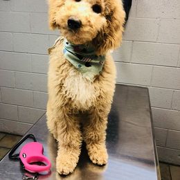 Luna - Goldendoodle
