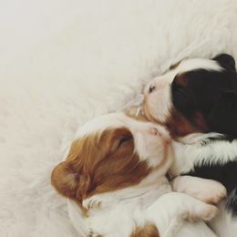Cavalier King Charles Spaniel Puppies from Westchester Cavaliers