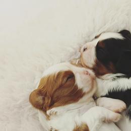Cavalier King Charles Spaniel Puppies from Westchester Cavaliers