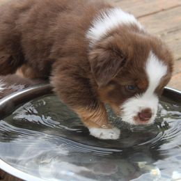 Australian Shepherd Puppies from Starlit Grove Australian Shepherds