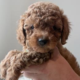 Noel - Red female Cavapoo puppy in Greenville, South Carolina from Reedy River Doodles
