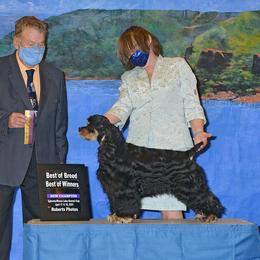 Romeo - Cocker Spaniel