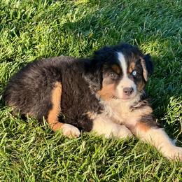 Coal - Black tri male Miniature Australian Shepherd puppy in California from Eagle River Aussies