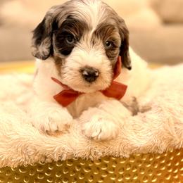 Boy 3 - Merle male Bernedoodle puppy in Salt Lake County, Utah from Coco Avenue Pups