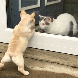 French Bulldog Puppies from Sapphire Skies French Bulldogs