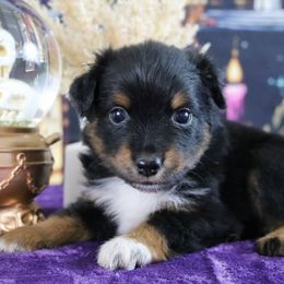 Nessarose - Black tri female Miniature Australian Shepherd puppy in Melbourne, Florida from True Spirited Aussies