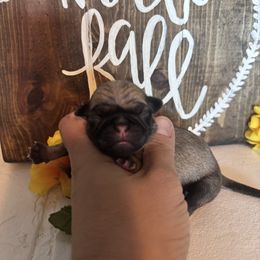 White collar - Fawn male Pug puppy in Tucson, Arizona from Furever Friends