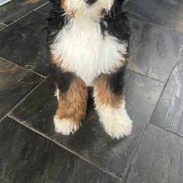 Bernedoodle, Bernese Mountain Dog, and Poodle Puppies from NJ Bernedoodles
