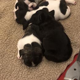 French Bulldog and Miniature Bull Terrier Puppies from DyHar Bullies