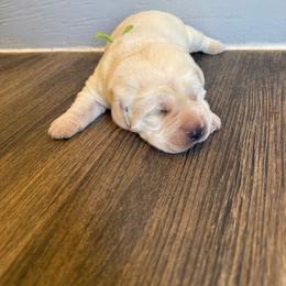 Green collar - Yellow male Labrador Retriever puppy in Wittmann, Arizona from Wranglin Farms