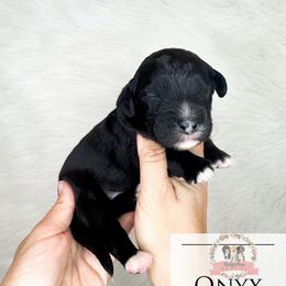 Onyx - Black and white male Aussiedoodle puppy in Corydon, Indiana from Ridgeline Doodles