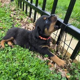 Meka (Pink collar) - Black and tan female Rottweiler puppy in Clarksburg, West Virginia from Vom Peiffley Rottweilers, LLC