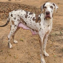 Honey - Great Dane