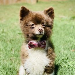 Sebastian - Pomeranian