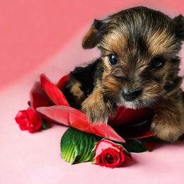 Yorkshire Terrier Puppies from Lady A's Yorkies