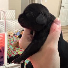 Boy 4 - Black and white male Cavalier King Charles Spaniel puppy in Melbourne, Florida from Majestic Cavaliers of Melbourne FL