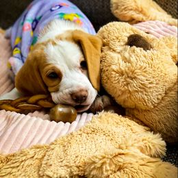 Beagle and Pug Puppies from Folklore Kennel