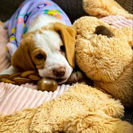 Beagle and Pug Puppies from Folklore Kennel