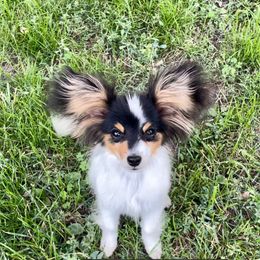 Papillon Puppies from Lovely Acres
