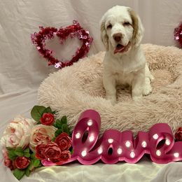 Clumber Spaniel Puppies from Lemontree Clumbers