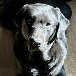 Grace - Labrador Retriever