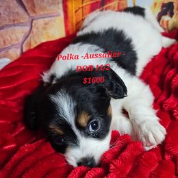 Aussiedoodle, Companion Cross, Pomsky, and Pug Puppies from We R Puppies