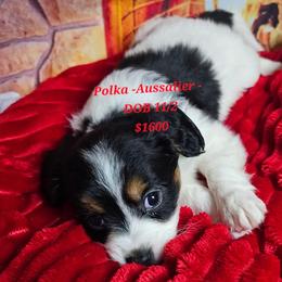Aussiedoodle, Companion Cross, Pomsky, and Pug Puppies from We R Puppies