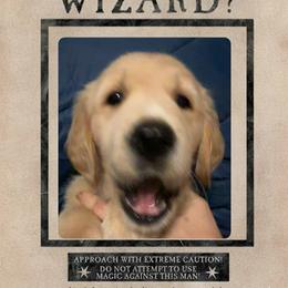 Hedwig - Light golden female Golden Retriever puppy in Orange City, Florida from Sidekick Retrievers