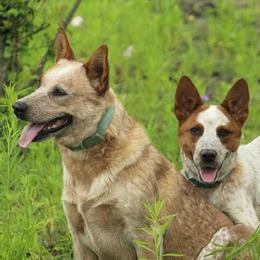 Australian Cattle Dog Puppies from Rising J Cattle Dogs