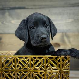 Bilbo - Black male Labrador Retriever puppy in Isle, Minnesota from Dog Ear Outfitters