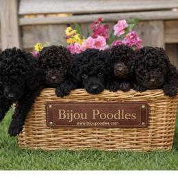 Japanese Chins and Poodles from Njoy Japanese Chin