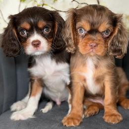 Sashimi boy - Tri-color male Cavalier King Charles Spaniel puppy in Yuciapa, California from AlltheDoodlez_