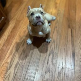 Abel - Fawn American Bully puppy in Nebraska from Wulfsbane American Bullies