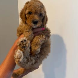 Squeak - Apricot female Cavapoo puppy in Payson, Utah from Country Sky Doodles