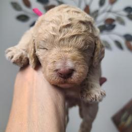 Pink Collar - White female Poodle puppy in Colorado Springs, Colorado from Silly's Standard Poodles