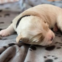 Cavachon Puppies from Brooke Erhard