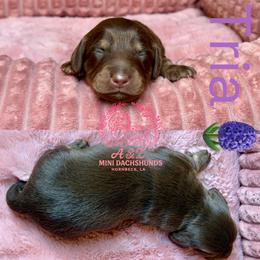 Tria - Chocolate and tan female Dachshund puppy in Hornbeck, Louisiana from A&Z Mini Dachshunds