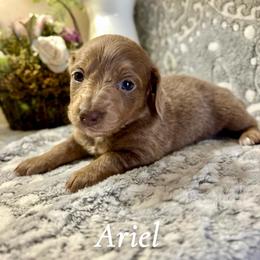 Ariel - Fawn (isabella) and tan female Dachshund puppy in Aiken, South Carolina from State Eight Dachshunds