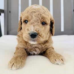 Silas - Apricot male Goldendoodle puppy in Auburn, Indiana from Martin’s Doodles