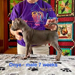 Onyx - Black tan and white male American Hairless Terrier puppy in Smith Center, Kansas from Wilsong Kennel