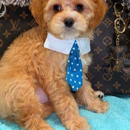 Charlie - Apricot male Cavapoo puppy in Cooper City, Florida from Jenny La Bone