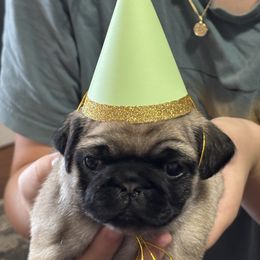 Chartreuse Collar Girl - Fawn female Pug puppy in Niota, Tennessee from Chantilly Lace Pugs